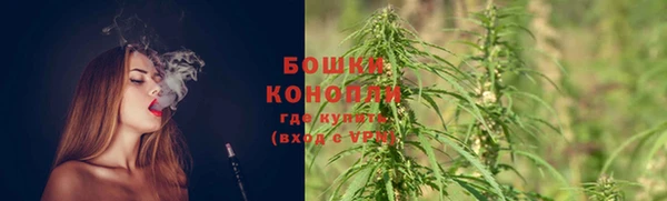сатива Бородино